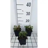 GRDplanten 6 x Iberis semp. 'Appen Etz' - Fleur de l'anse - pot 9 x 9 cm
