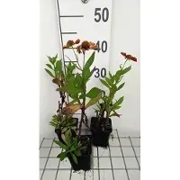 GRDplanten 6 x Helenium hybr. 'Waltraut' - Hélianthème - pot 9 x 9 cm