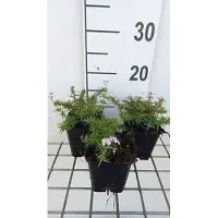 GRDplanten 6 x Phlox (s) 'Kimono Pink White' - Flammenblume - Topf 9 x 9 cm