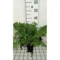 GRDplanten 6 x Dryopteris carthusiana - Fougère épineuse - Pot 9 x 9 cm