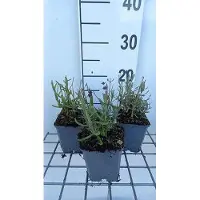 GRDplanten 6 x Lavandula ang. super blue' - Lavande - Pot 9 x 9 cm