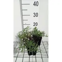 GRDplanten 6 x Gypsophila hybr. 'Rose veil' - Gypsophila - pot 9 x 9 cm