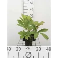 GRDplanten 6 x Rodgersia pinnata - Showleaf - pot 9 x 9 cm