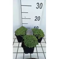 GRDplanten 6 x Sedum hispanicum ('Glaucum') - fat leaf - pot 9 x 9 cm