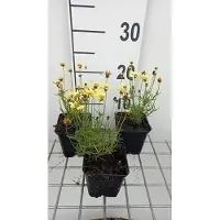 GRDplanten 6 x Coreopsis hybr. 'Creme Brullee' - oeil de fille - pot 9 x 9 cm