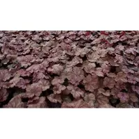 GRDplanten 6 x Heuchera hybr. 'Beaujolais' - Campanule pourpre - pot 9 x 9 cm