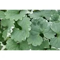 GRDplanten 6 x Glechoma hed. 'Variegata' - Gundermann - Pot 9 x 9 cm