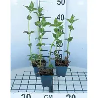 GRDplanten 6 x Monarda hybr. 'Cambridge Scarlet' - Ortie indienne - Pot de 9 x 9 cm
