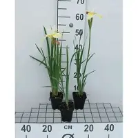 GRDplanten 6 x Iris sib. 'Snow Queen' - Iris - Pot 9 x 9 cm