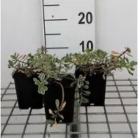 GRDplanten 6 x Sedum spur. variegatum' - Feuille grasse - Pot 9 x 9 cm