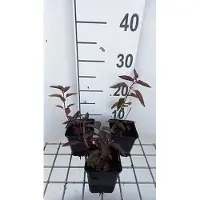 GRDplanten 6 x Heliopsis hel. 'Burning Hearts' - Heliopsis - Pot 9 x 9 cm