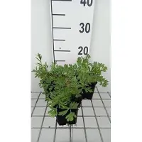 GRDplanten 6 x Pulsatilla vulg. 'Röde Klokke' - berceau de la vache - pot 9 x 9 cm