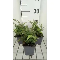 GRDplanten 6 x Athyrium nip. 'Red Beauty' - Fougère arc-en-ciel japonaise 'Red Beauty' - Pot 9 x 9 cm