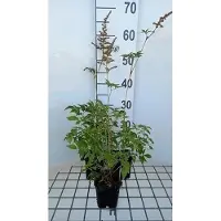 GRDplanten 6 x Astilbe (a) 'Cattleya' - Astilbe - pot 9 x 9 cm