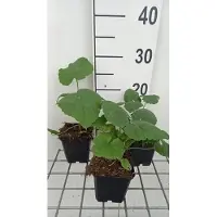 GRDplanten 6 x Lunaria annua - Lunaria - Pot 9 x 9 cm