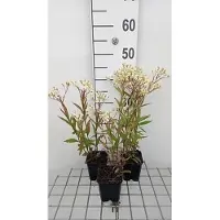 GRDplanten 6 x Aster umbellatus 'Weisser Schirm' - Aster d'automne - pot 9 x 9 cm