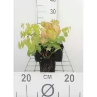 GRDplanten 6 x Epimedium versicolor 'Sulphureum' - Fleur de lierre - pot 9 x 9 cm