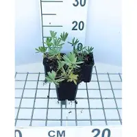 GRDplanten 6 x Lupinus hybr. 'Gallery Yellow' - Lupin - pot 9 x 9 cm x 9 cm