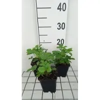 GRDplanten 6 x Fragaria vesca 'Alexandria' - Fraise des bois - pot 9 x 9 cm