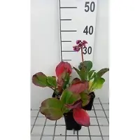 GRDplanten 6 x Bergenia purpurascens - pseudodictamnus - Pot 9 x 9 cm