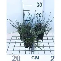 GRDplanten 6 x Dianthus delt. 'Splendens' - Oeillet - Pot 9 x 9 cm