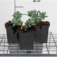 GRDplanten 6 x Euphorbia cyparissias - euphorbe - pot 9 x 9 cm