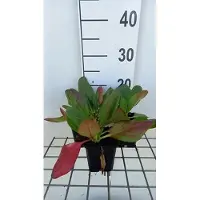 GRDplanten 6 x Bergenia hybr. 'Wintermärchen' - pseudodictamnus - Topf 9 x 9 cm