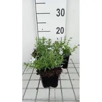 GRDplanten 6 x Phlox (s) 'G.f. Wilson' - Flammenblume - Topf 9 x 9 cm