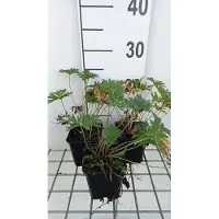 GRDplanten 6 x Geranium prat. 'Mrs. Kendall Clark' - Bec de cigogne- Pot 9 x 9 cm