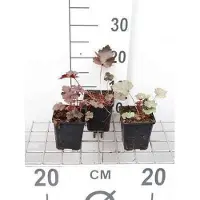 GRDplanten 6 x Heuchera hybr. 'Black Beauty' - Campanule pourpre - pot 9 x 9 cm