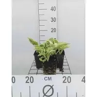 GRDplanten 6 x Hosta hybr. 'Wide Brim' - Pot de 9 x 9 cm