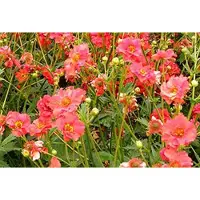 GRDplanten 6 x Geum chil. mrs. Bradshaw' ('feuerball') - Nelkenwurz - Topf 9 x 9 cm