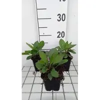 GRDplanten 6 x Aster macrophyllus 'Twilight' - Aster d'automne - pot 9 x 9 cm
