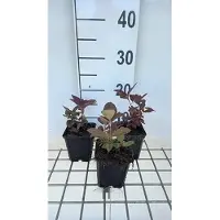 GRDplanten 6 x Lysimachia cil. 'Firecracker' - Hydrocotyle - Pot de 9 x 9 cm