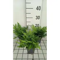 GRDplanten 6 x Polystichum tsus-simense - Fougère bouclier asiatique - Pot 9 x 9 cm