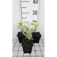 GRDplanten 6 x Sedum hybr. 'Frosty Morn' - fat leaf - pot 9 x 9 cm