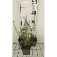 GRDplanten 6 x Linum perenne - Linum - Pot 9 x 9 cm