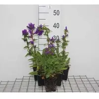 GRDplanten 6 x Campanula glom. 'Superba' - Menthe de montagne - pot 9 x 9 cm