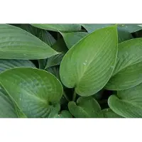 GRDplanten 6 x Hosta hybr. 'Devon Green' - Hosta - pot 9 x 9 cm