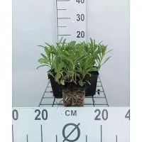GRDplanten 6 x Leucanthemum (s) 'Silberprinzesschen' - Marguerite - Pot 9 x 9 cm