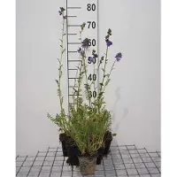 GRDplanten 6 x Polemonium caeruleum - Echelle de Jacob - pot 9 x 9 cm
