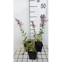 GRDplanten 6 x Salvia nem. 'Schwellenburg' - Mousse étoilée - pot 9 x 9 cm