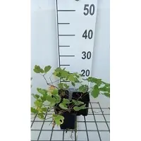 GRDplanten 6 x Thalictrum hybr. 'Elin' - Rue des prés - Pot de 9 x 9 cm