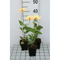 GRDplanten 6 x Heliopsis hel. 'Venus' - Heliopsis - pot 9 x 9 cm