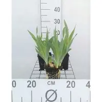 GRDplanten 6 x Iris (pum.) 'Blue denim' - Schwertlilie - Topf 9 x 9 cm
