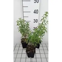 GRDplanten 6 x Geranium oxon. 'Claridge Druce' - Bec de cigogne- Pot 9 x 9 cm