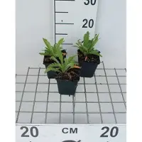 GRDplanten 6 x Penstemon hybr. 'Alice Hindley' - Fil de barbe - Pot 9 x 9 cm