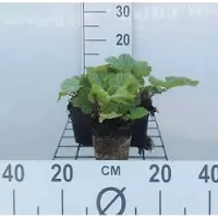 GRDplanten 6 x Geum cocc. 'Borisii' - Giroflée - pot 9 x 9 cm