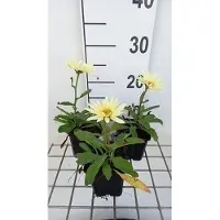 GRDplanten 6 x Leucanthemum (s) 'Banana Cream' - Marguerite - pot 9 x 9 cm