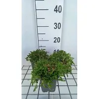 GRDplanten 6 x Sedum acre 'Aureum' - fat leaf - pot 9 x 9 cm